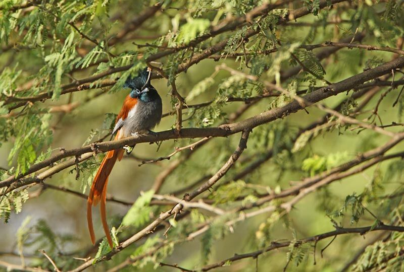 African Paradise Flycatcher