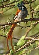 African Paradise Flycatcher