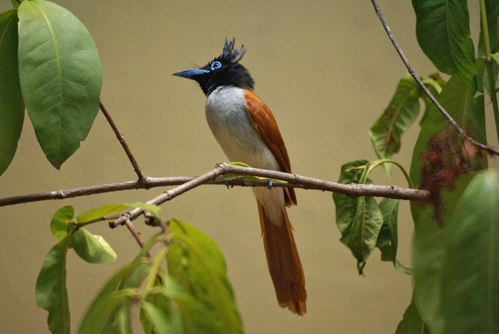 Indian Paradise Flycatcher