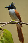 Indian Paradise Flycatcher