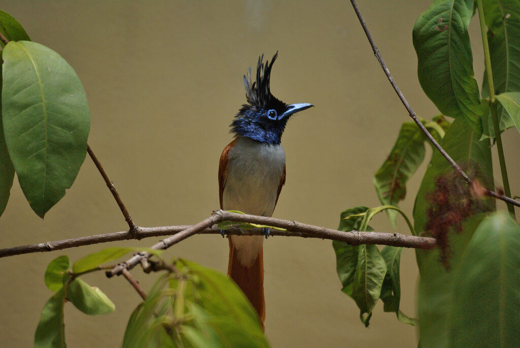 Indian Paradise Flycatcher