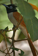 Indian Paradise Flycatcher