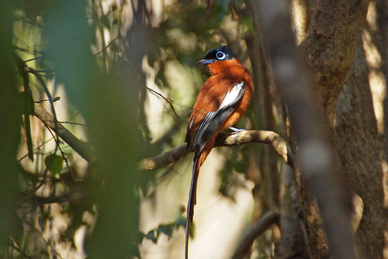 Malagasy Paradise Flycatcher