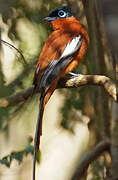 Malagasy Paradise Flycatcher