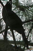 Racket-tailed Treepie