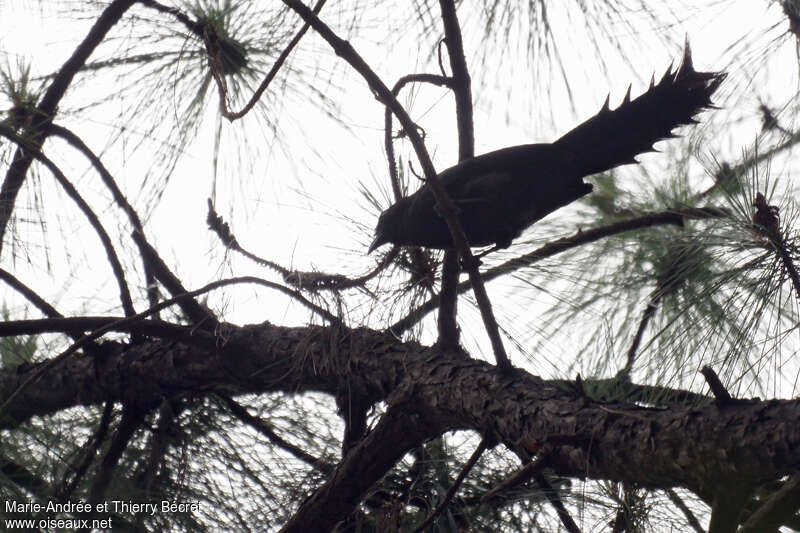 Témia temnure, identification