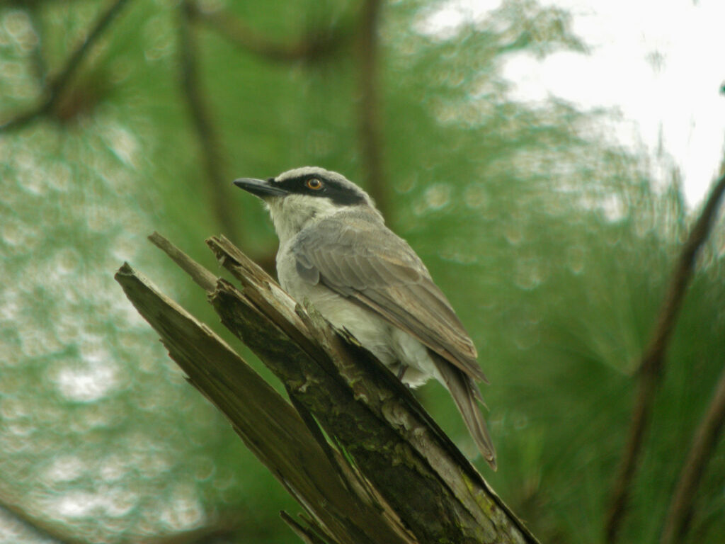 Large Woodshrike