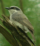 Large Woodshrike