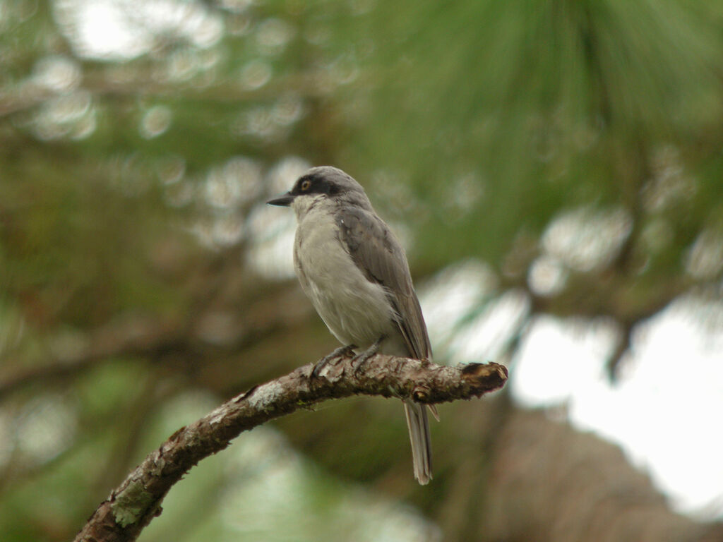 Large Woodshrike