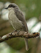 Large Woodshrike