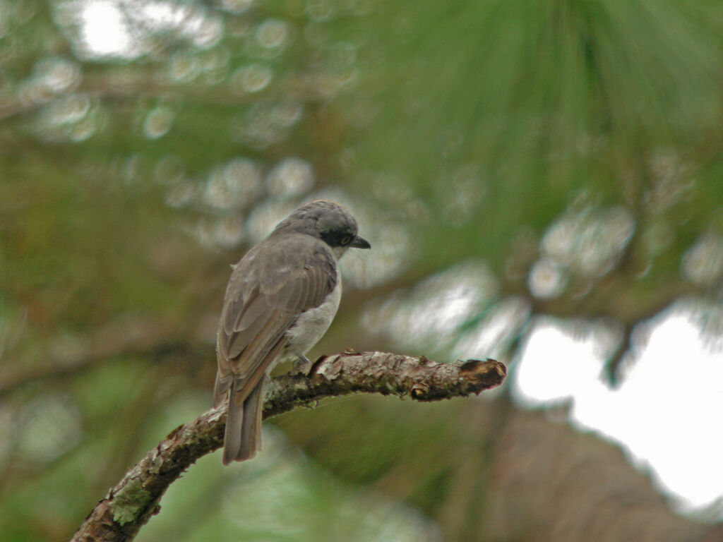 Large Woodshrike