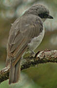 Large Woodshrike