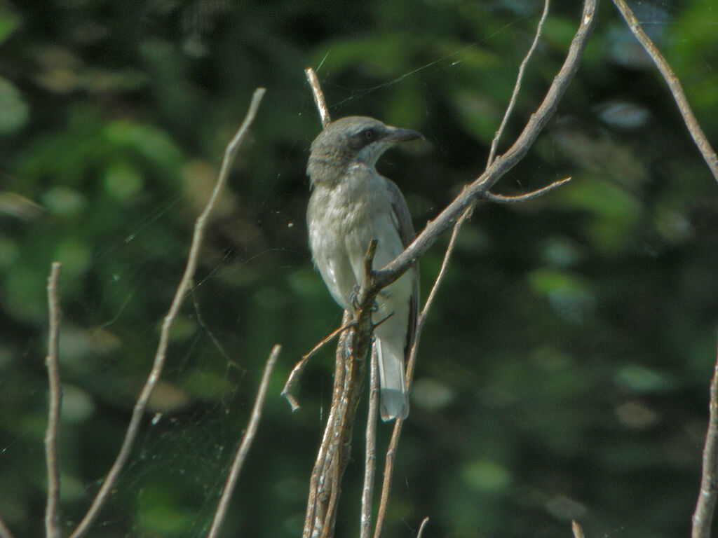 Common Woodshrike