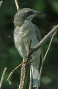 Common Woodshrike