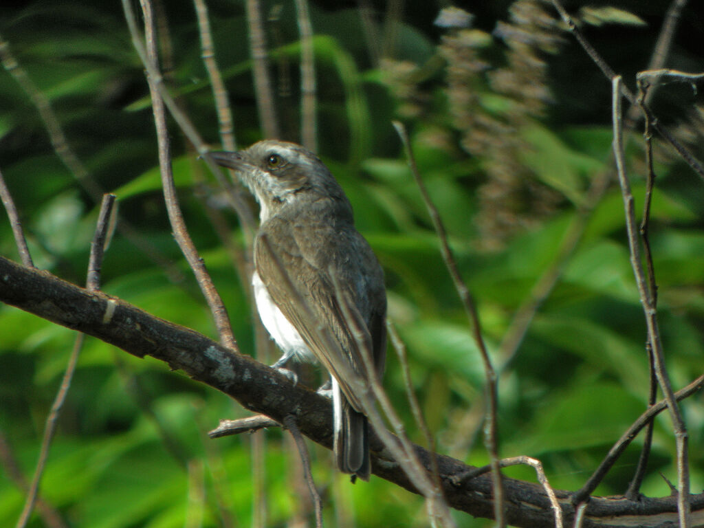 Common Woodshrike