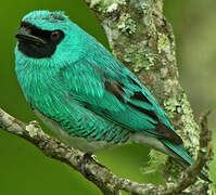 Swallow Tanager