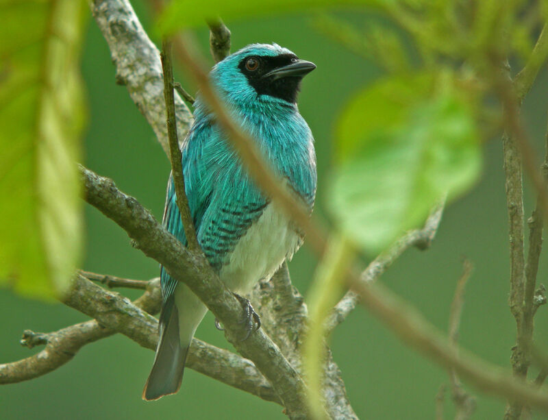 Tersine hirondelle mâle