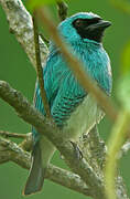 Swallow Tanager