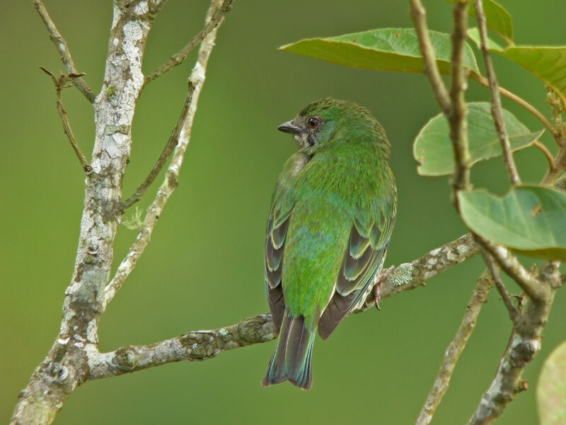 Swallow Tanager female