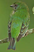 Swallow Tanager