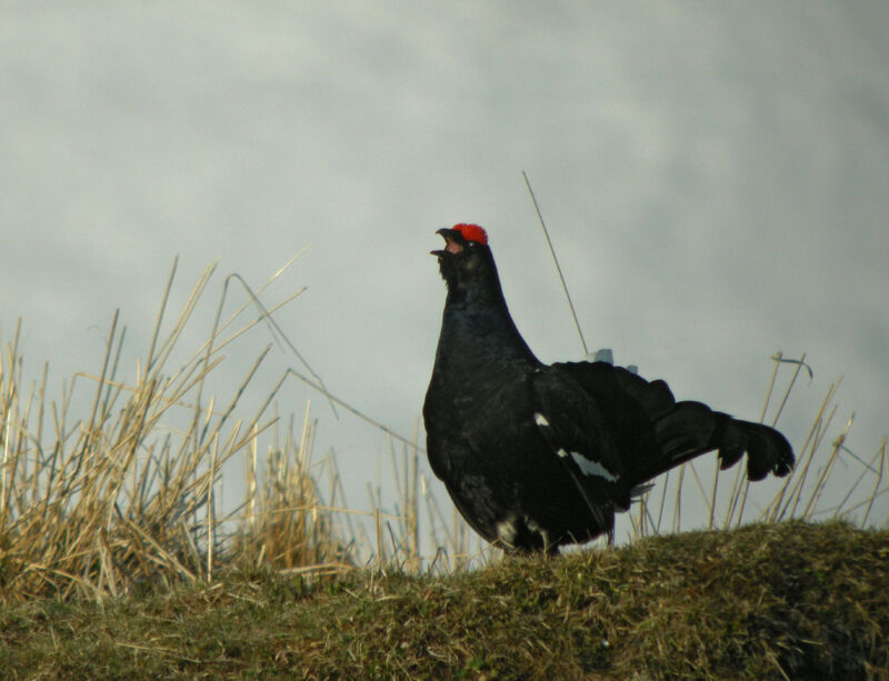 Black Grouse