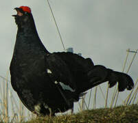 Black Grouse