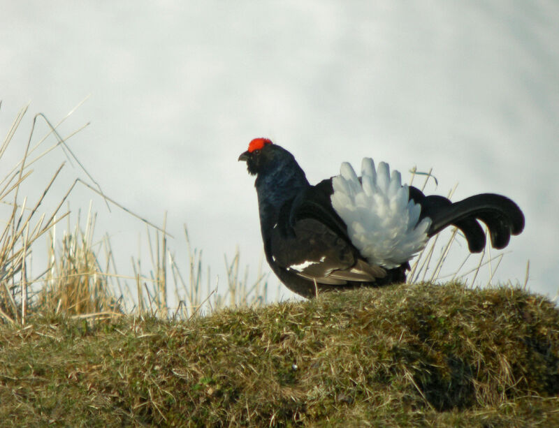 Black Grouse