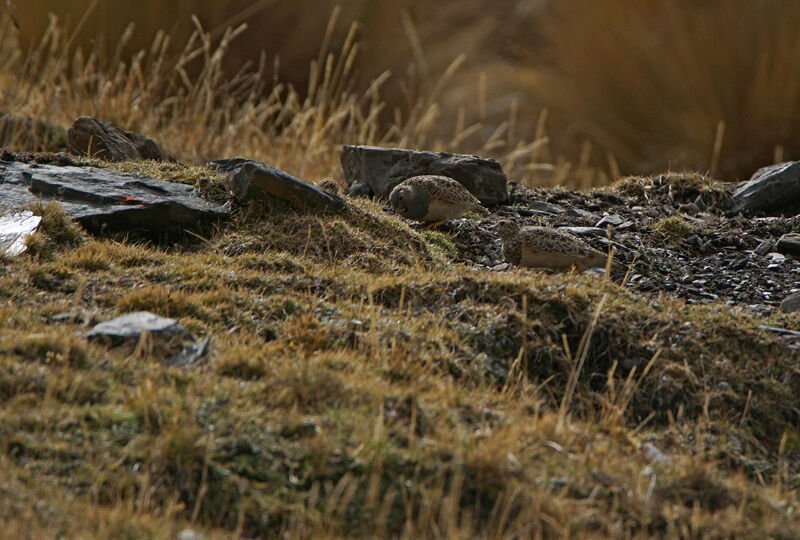 Grey-breasted Seedsnipeadult