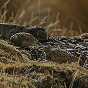 Grey-breasted Seedsnipe