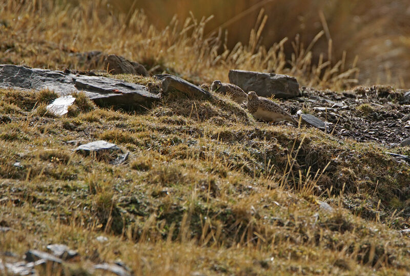 Grey-breasted Seedsnipeadult