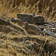 Grey-breasted Seedsnipe