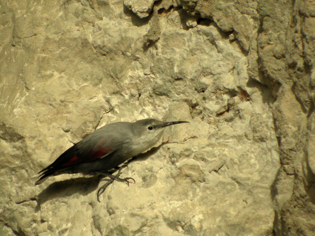 Wallcreeper