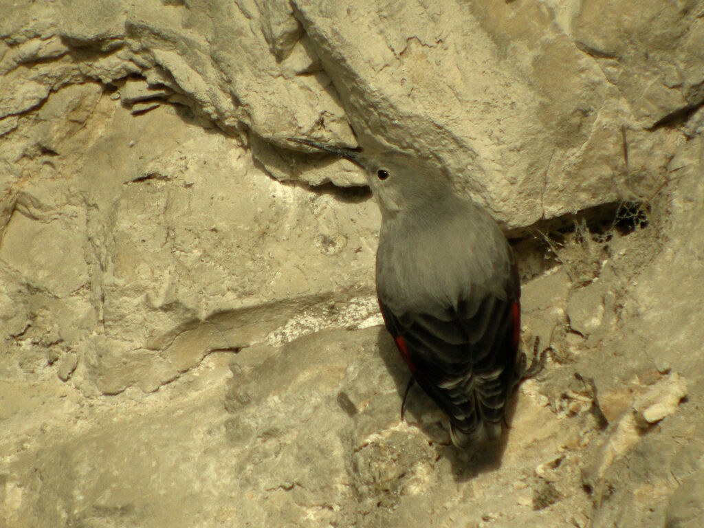 Wallcreeper