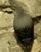 Wallcreeper