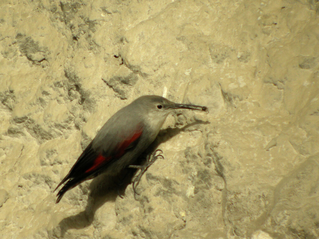 Wallcreeper