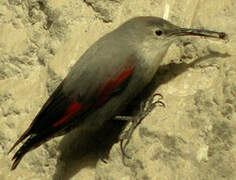 Wallcreeper