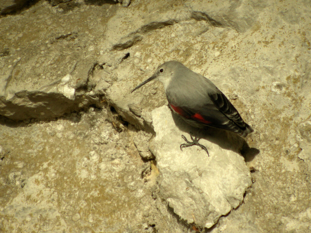 Wallcreeper