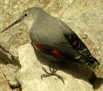 Wallcreeper