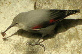 Wallcreeper