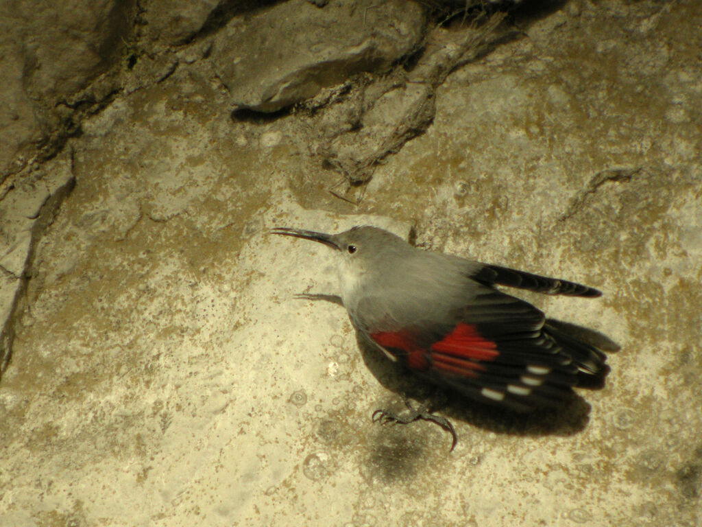 Wallcreeper