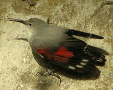 Wallcreeper