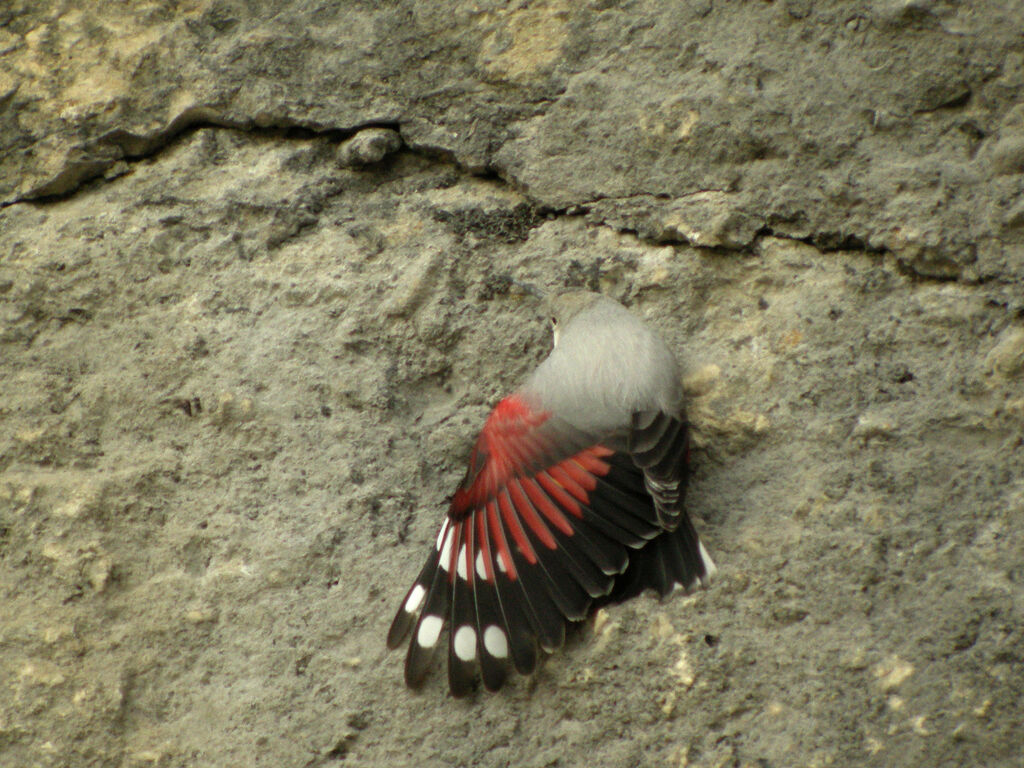 Wallcreeper