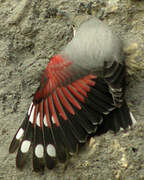 Wallcreeper