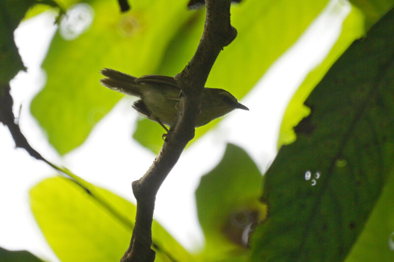 Pin-striped Tit-Babbler