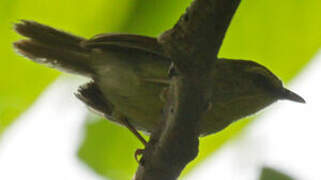 Pin-striped Tit-Babbler