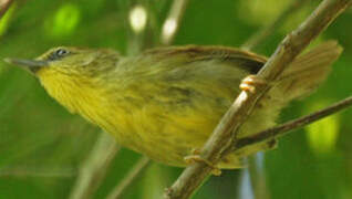 Pin-striped Tit-Babbler