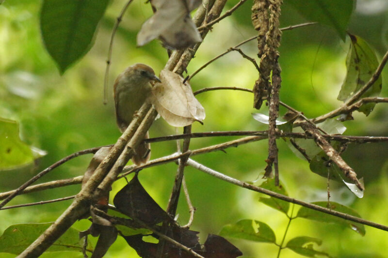 Chestnut-capped Babbler