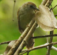 Chestnut-capped Babbler