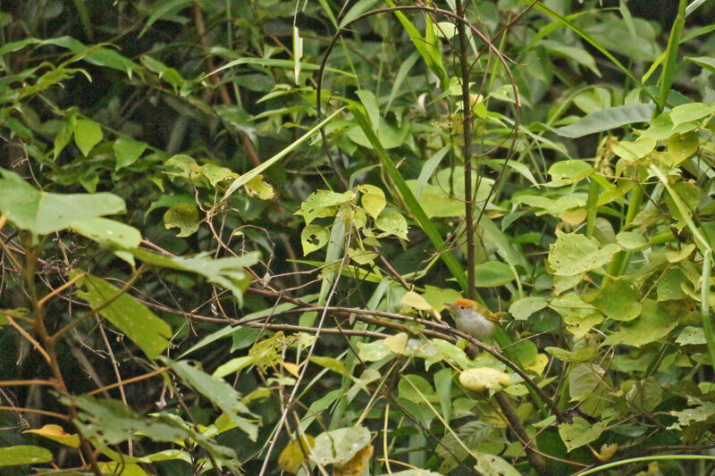 Rufous-capped Babbler