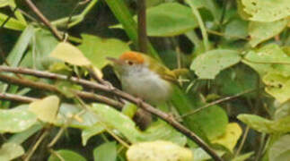 Rufous-capped Babbler